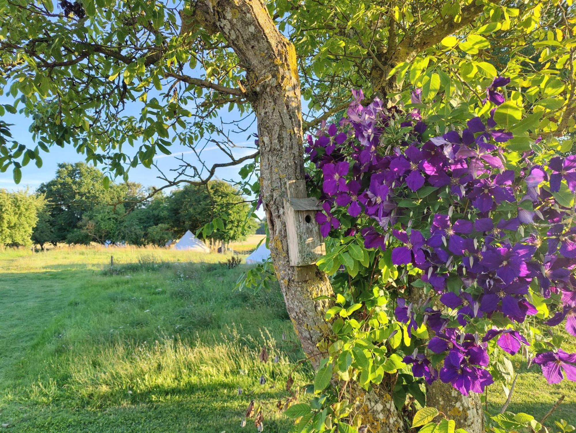 Under Canvas Bornholm Ostermarie Bagian luar foto